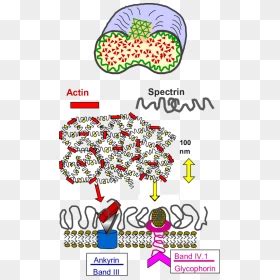 Image result for Actin Polymerization Process
