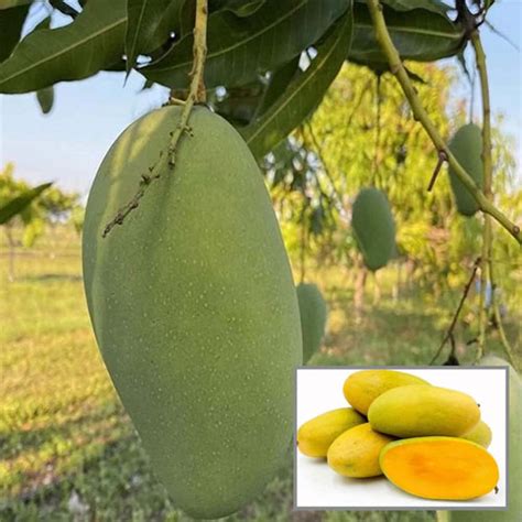 Dasheri Mango Grafted Live Plant – Malihabadi Sweet Mango (1.5 to 2 Feet)
