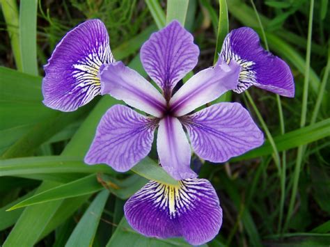 Flowers Native To Quebec