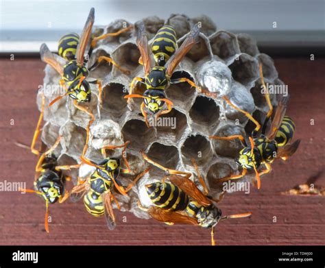 Small wasp nest hi-res stock photography and images - Alamy