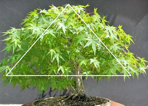 Maple Pruning Basics — Kusamura Bonsai Club