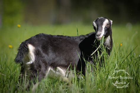 Lamancha goat dairy – Artofit