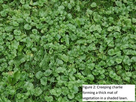 How To Kill Creeping Charlie