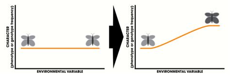 Cline | Encyclopedia MDPI
