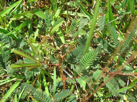 Garden Guy Hawaii: Invader in the Lawn