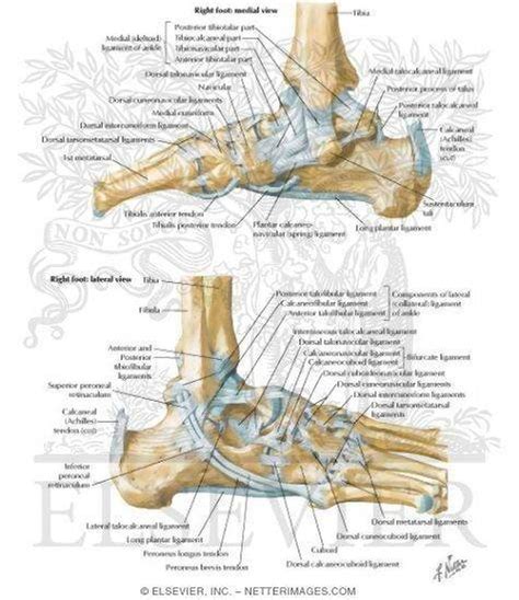 Leg Tendons And Ligaments : | Diagram of supportive tendons and ...