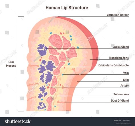 Human Lips Anatomy