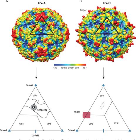 Human Rhinovirus Structure