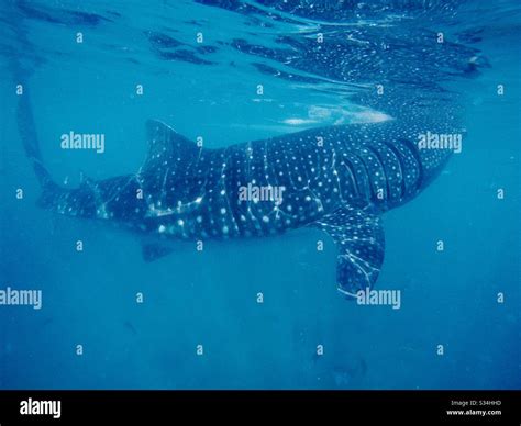 Gentle whale sharks hi-res stock photography and images - Alamy