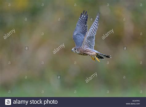Image result for Merlin In-Flight