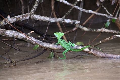 Image result for Lizard HTML Report Example