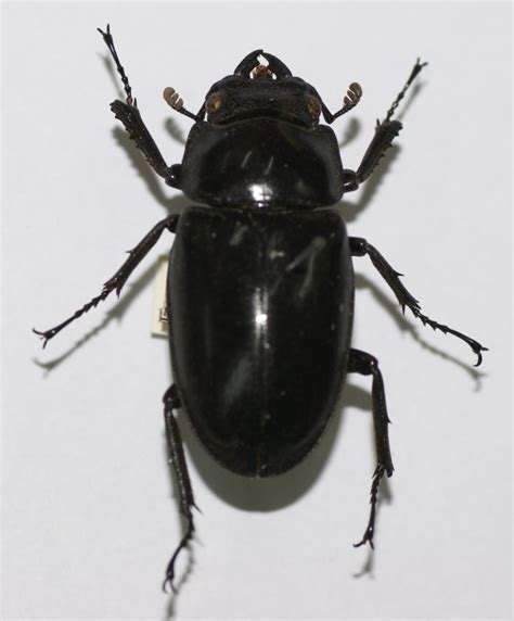 Insect Pests