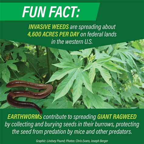 Sneaky Ways Weed Seed Spreads | AgWeb