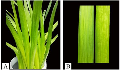 Synonymous Codon Usage Analysis of Three Narcissus Potyviruses
