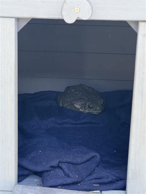 caught eating the cat food : r/Toads