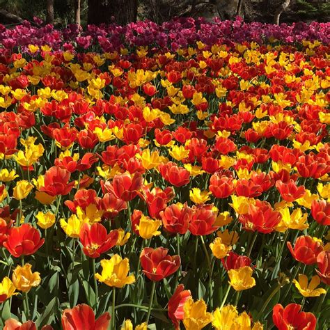 ARALUEN BOTANIC PARK - All You Need to Know BEFORE You Go (with Photos ...