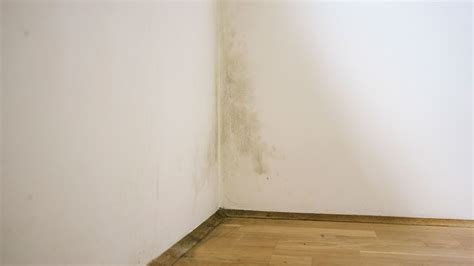 Mildew vs mould: What's the difference? | Homebuilding