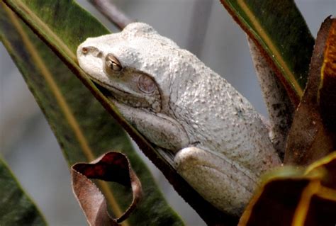 Florida Tree Frogs 的图像结果