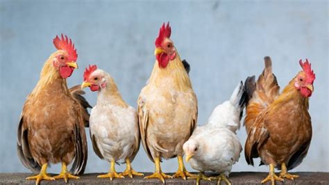 UP Poultry Farm Horror: 140 Chickens Die After Loud DJ Music From ...