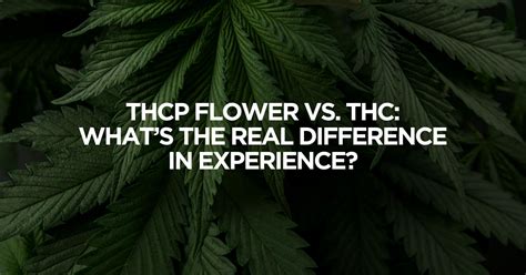 THCP Flower vs. THC: What You’re Not Being Told | Apotheca