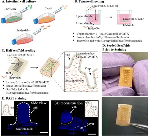 Cells Of Crypts Of Lieberkuhn