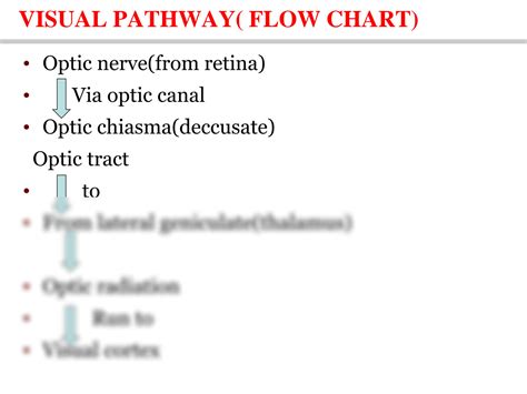 Visual and Auditory Pathways 的图像结果