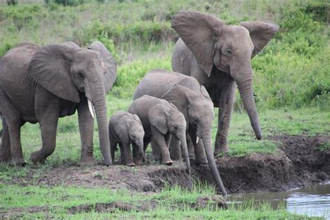 Safaris Partners (Morogoro) - All You Need to Know BEFORE You Go