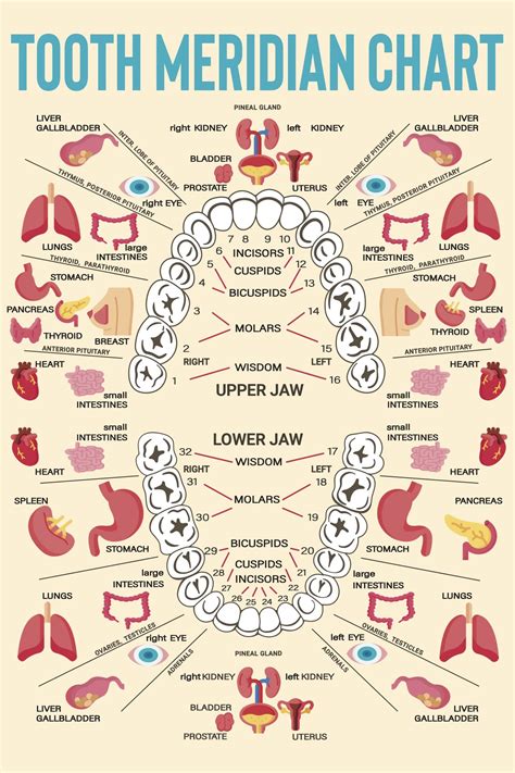 TOOTH MERIDIAN CHART | The Health Coach