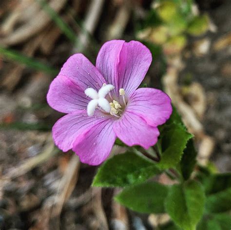 Great Willow-herb (Epilobium hirsutum) – Weeds of Melbourne