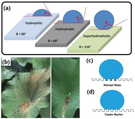 Recent Progress in Fabrication and Applications of Superhydrophobic ...