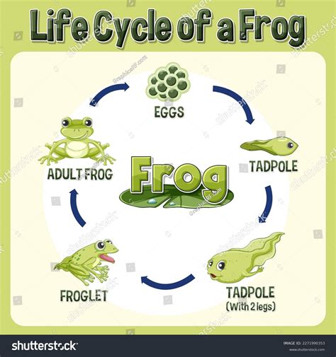 Frog Cycle 的图像结果