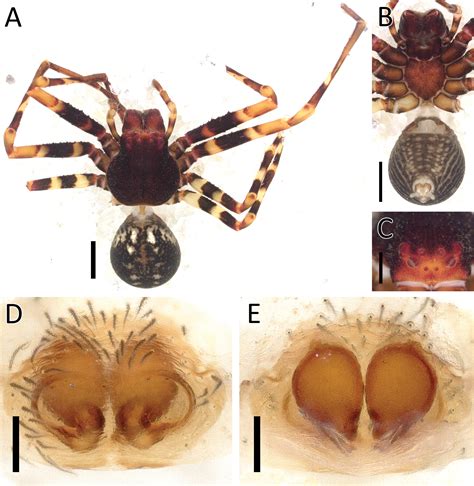 Expanding the taxonomy of crab spiders (Araneae, Thomisidae) in Sumatra: a new genus, five new ...