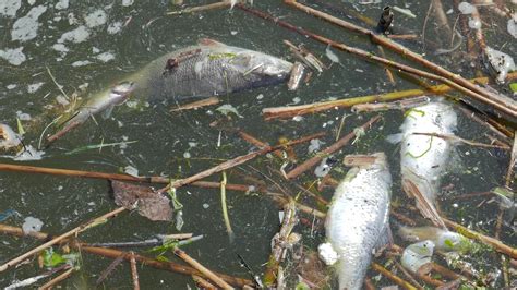 Water Pollution Dead Fish
