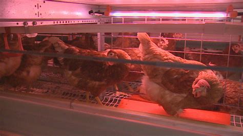 Chicken Condos.com 的图像结果