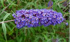 arbusto fiori viola tra orto e giardino la buddleja davidii la pianta amata arbusto fiori viola tra orto e giardino la buddleja davidii la pianta amata