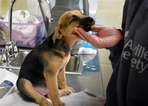 Asheville Humane Society announces holiday adoption event, expanded ...