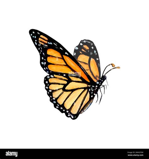 Illustration of an orange monarch butterfly Watercolor drawing Stock ...