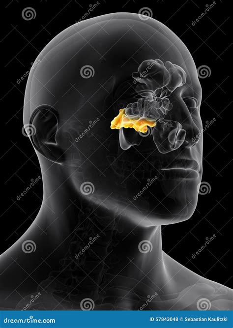 The Sphenoid Sinus Royalty-Free Illustration | CartoonDealer.com #57843069