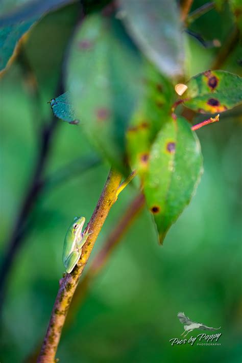 Green Tree Frog 的图像结果