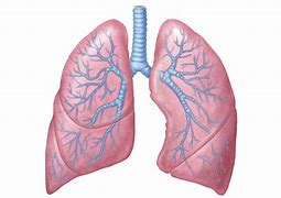 lungs 的图像结果