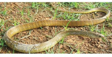 நல்ல பாம்பு - 24: பாம்புகளை எப்படி எதிர்கொள்வது? | Good Snake - 24: How ...