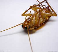 蟑螂 的图像结果