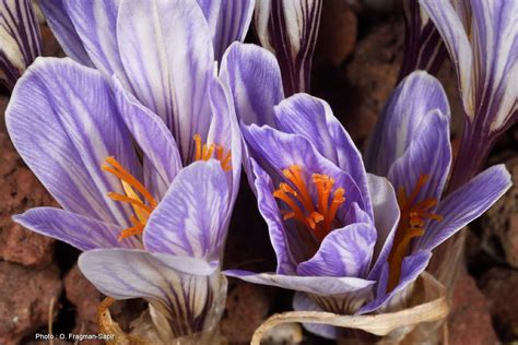 Crocus hermoneus subsp. hermoneus - Hermon Crocus, כרכום החרמון תת-מין ...