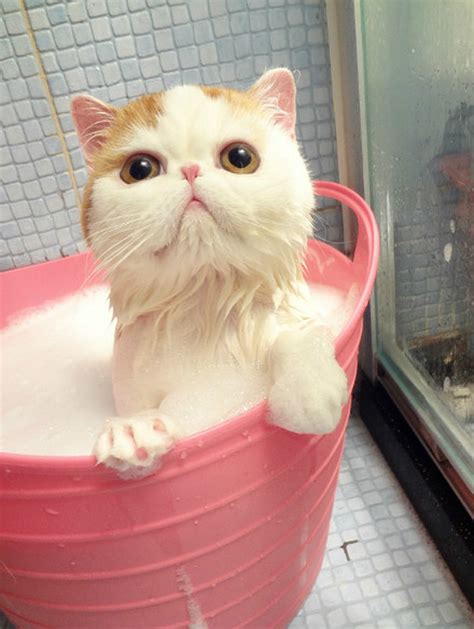 Le chat le plus mignon de Chine en 50 photos : Forum Chine, chinois ...