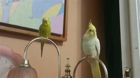How to Bird Proof a Room: Tips for Keeping Your Home Safe for Pet Birds ...