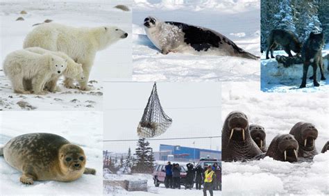 Species 的图像结果