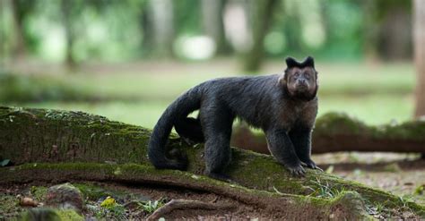 Image result for Monkeys Learning Sign Language