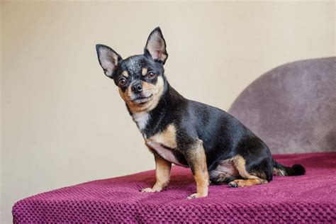 Do Chihuahuas Shed And How To Deal With Their Shedding