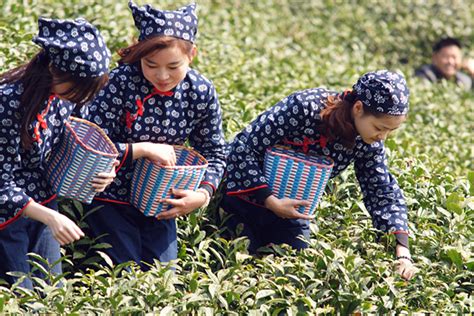 信阳文新茶村：茶旅融合醉游人-河南省乡村振兴网