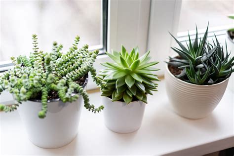 Succulent Plants
